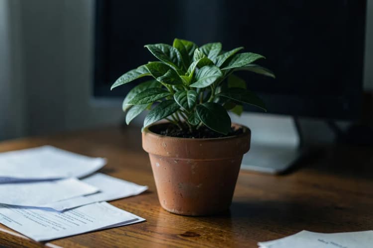 Uma planta crescendo em um vaso sobre uma mesa de madeira com um computador e papéis.